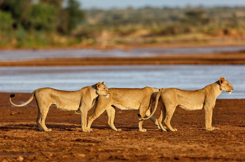 https://pt.tui.com/single_product.php?pkt_id=5160&Produto=Safari Shimba & Zanzibar | Partidas Especiais &destino=QUÉNIA 